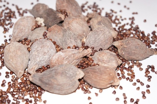 Korarima 1kg